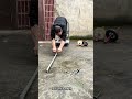 Overcoming My 1cm Ab Wheel Challenge: Temporary Setback or Road to Mastery