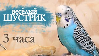 Волнистый попугай чирикает 3 часа by Тоша-картоша 7,590 views 1 month ago 2 hours, 59 minutes