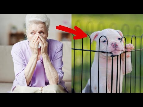 როგორ იხსნა გარდაცვლილმა ძაღლმა პატრონი სიკვდილისგან - ნამდვილი ისტორია