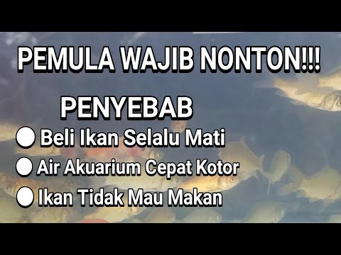 Video: 7 Jenis Alga Umum yang Ditemukan di Akuarium Air Tawar