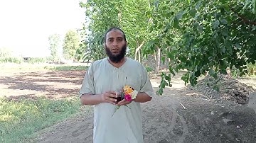 متشابهات سورة البقرة -وقالوا اتخذ الله ولدا -116-