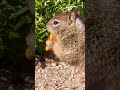 Spotted  A Cute Chubby Squirrel munching Chips 🐿️🐿️🐿️  #squirrel  #cute #chubby #animals