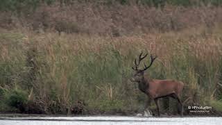 Wilde Jagd im Hirsch-Revier      Red deer during rutting season