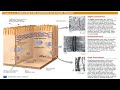 A Tour Of The Cell 13C