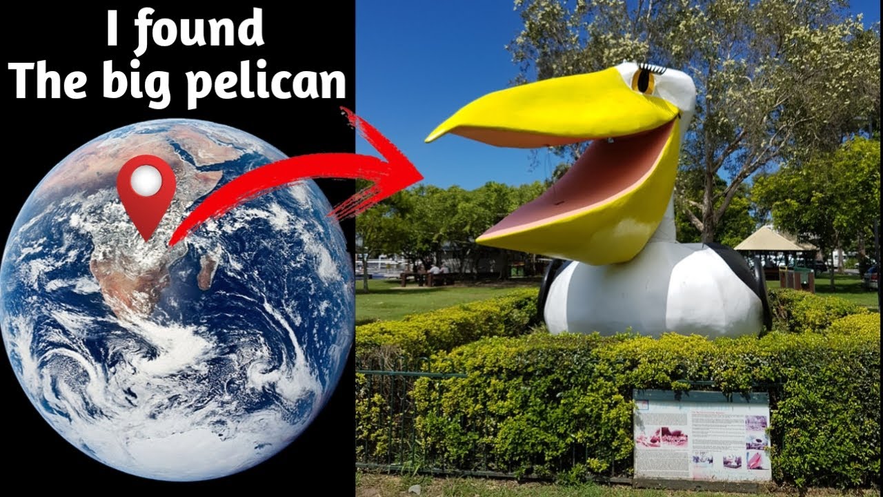 I found big pelican 🦩🤯😱 on google maps and google earth 🌎 map earth 