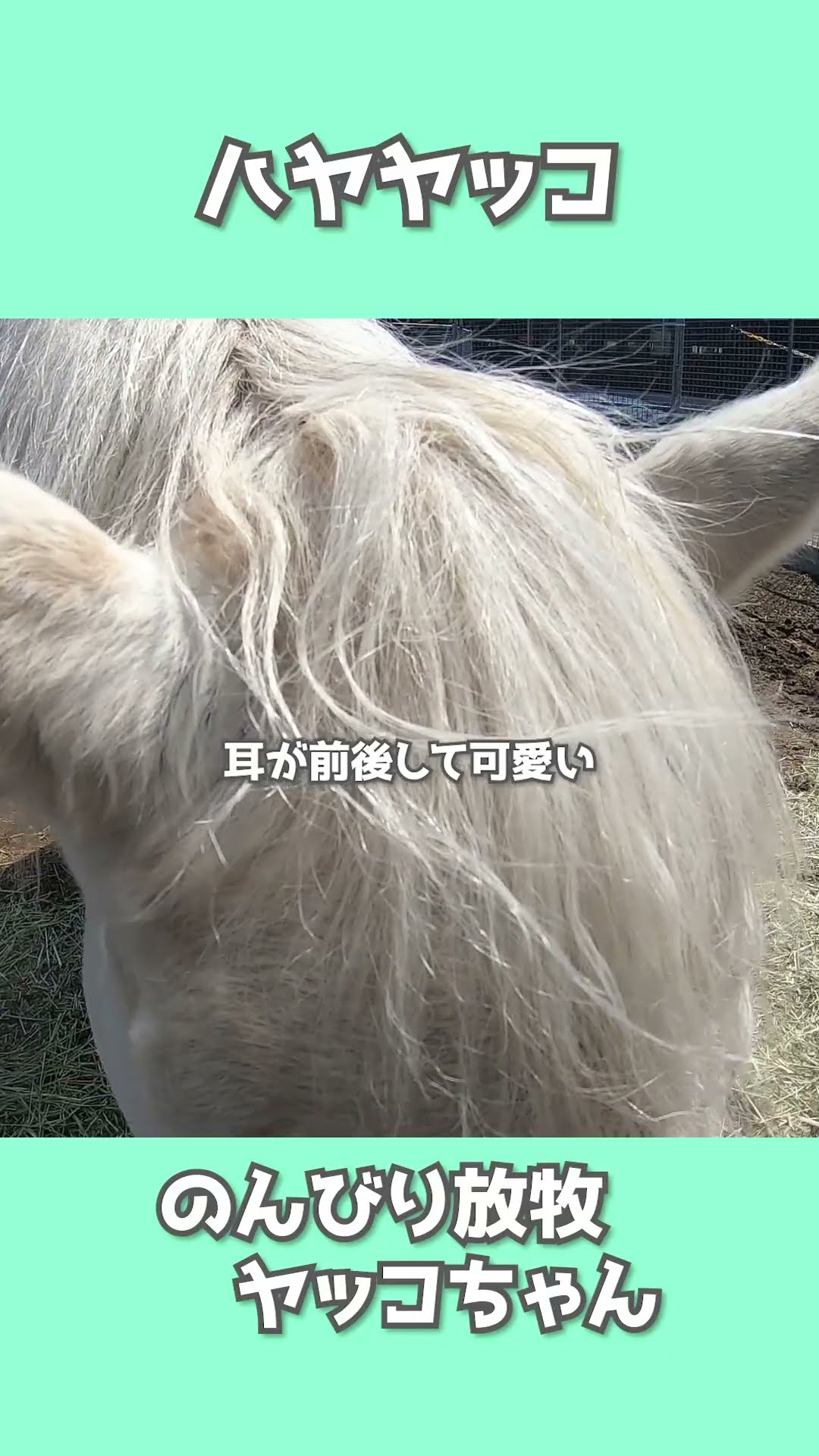 4月のヤッコちゃん - YouTube