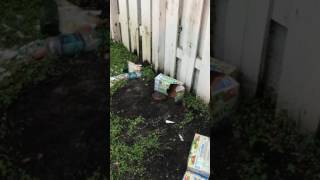 Big ass toad