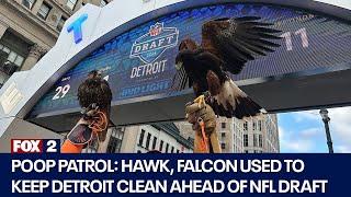 Hawk, falcon used to scare off pesky birds ahead of NFL Draft