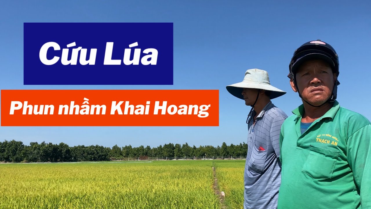 Cứu Lúa Phun Nhầm Khai Hoang tại Tân Châu - An Giang