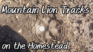 Mountain Lions in Missouri? I Think So! by The Neals' Homestead 1,352 views 1 year ago 3 minutes, 11 seconds
