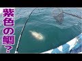 紫色の鯛？貸し船で巨大魚が釣れた！