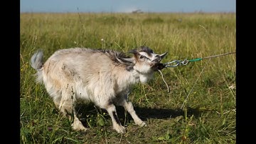 Behavior Reduction: Extinction