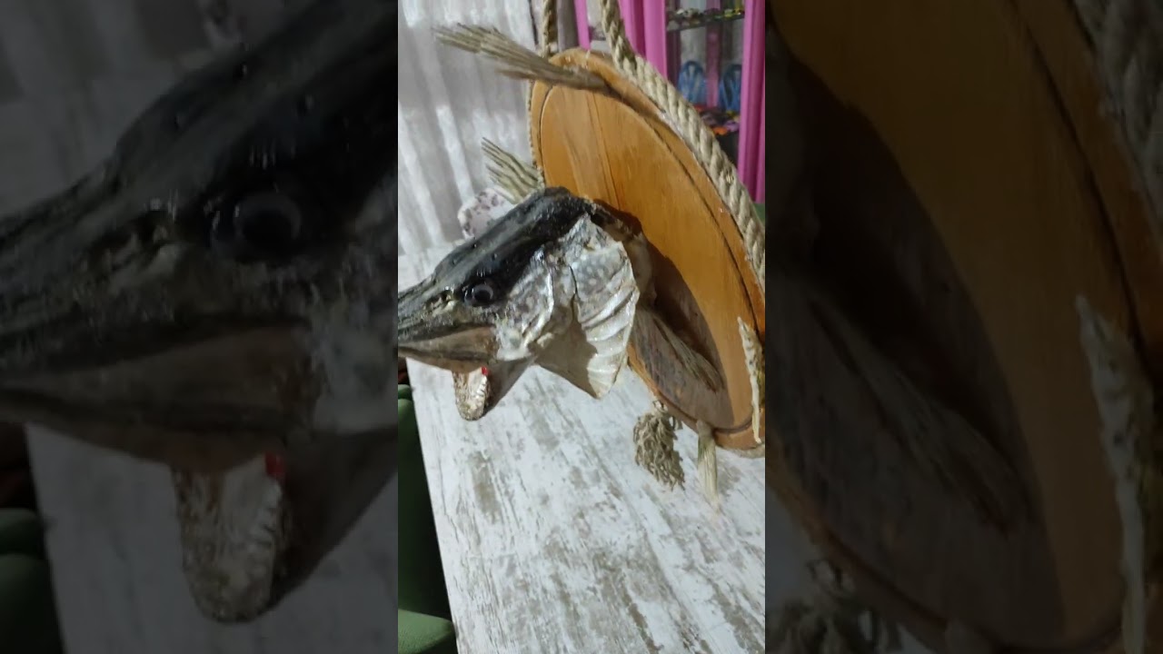 TURNA BALIK KAFASI KURUTMAK ÇOK BASİT