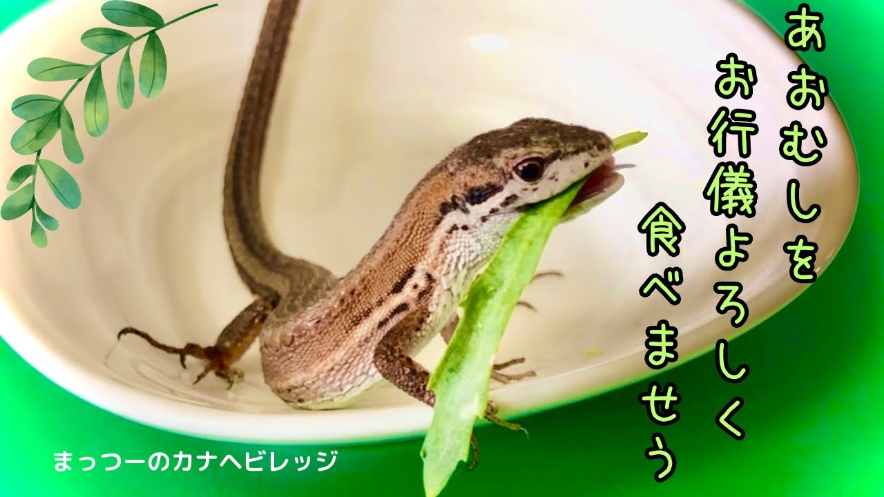 激カワ‼️上品にあおむしを食べるカナヘビの様子🦎❣️カナヘビしか勝たん❣️