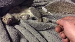 Robin Williams the chill squirrel gets a brushing