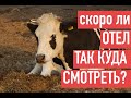 18+ ТОЧНЫЙ ПРИЗНАК ОТЁЛА КОРОВЫ. КАК ДАЛЬШЕ БЫТЬ С КУРАМИ? МОИ ЛУЧШИЕ АЛЬПИЙСКИЕ КОЗЫ.