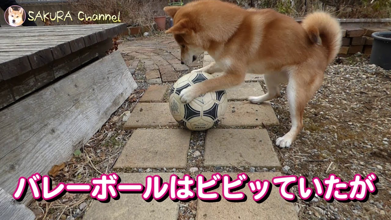 柴犬さくら サッカーボールに猛烈アタック Shiba Inu Sakura Fierce Attack On A Soccer Ball Youtube