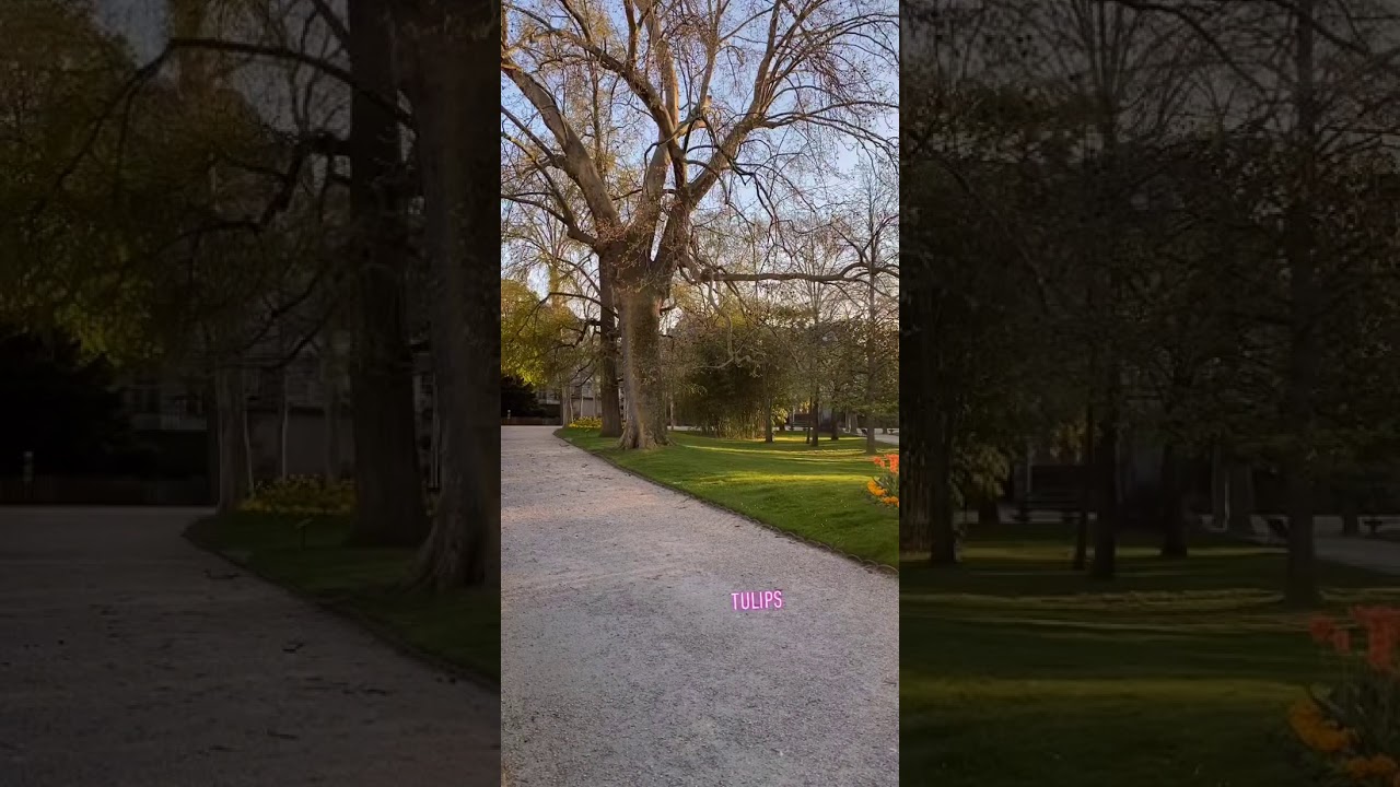 Tulips flowers sun spring 1 April 2020 Confinement Paris Jardin du Luxembourg