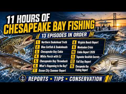 11 HOURS of Chesapeake Bay Fishing! 13 Reports, Tips & Secrets