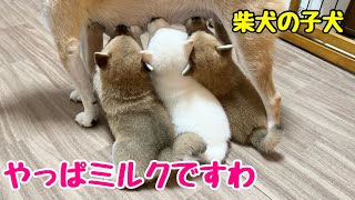 【柴犬 子犬】離乳食も食べるけどやっぱりミルクが恋しい子犬たち