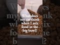 Cat Breeder Diaries ep1: Perfect portion #britishshorthair #cattery #dayinthelife