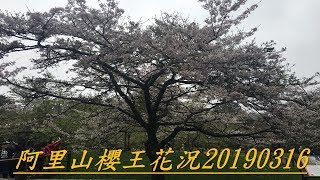 2019阿里山櫻花季吉野櫻王花況Alishan20190316