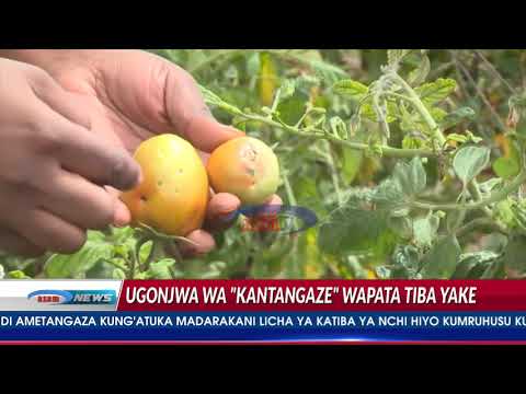 Video: Uundaji Wa Nyanya Kutoka Kwa Uamuzi Wa Juu Hadi Usiojulikana