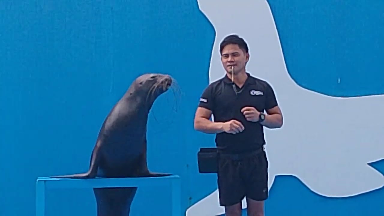 Часть 3 Океанский парк Манилы l Шоу морских львов l @ateNengvlog