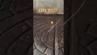 Stick insect paheli baar dekha maine | #insects #shorts #vlog #viral #trending #stickinsect
