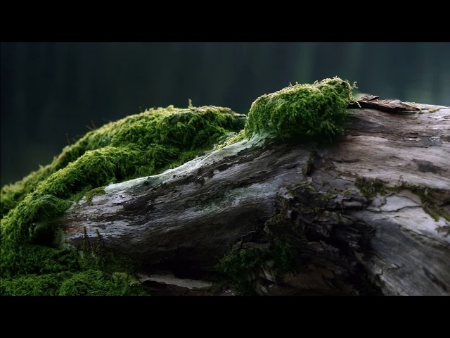 Kevin Kendle - Trees