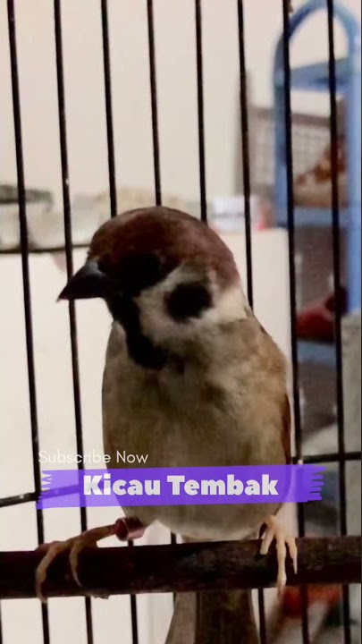 Suara Burung Gereja Gacor Roll Tembak Panjang Memanggil Teman | Kicau Tembak