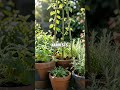 Layered Herb Havens for Tiny Gardens