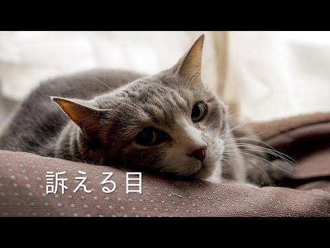 崩壊するネコベッドとそれでも寝る猫 | モアクリ | Vlog#018