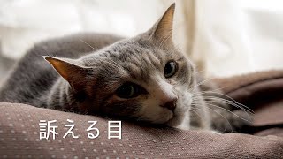 崩壊するネコベッドとそれでも寝る猫 | #モアクリ Vlog018