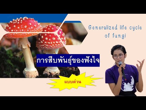 การสืบพันธุ์ของฟังไจ (General) Generalized life cycle of fungi