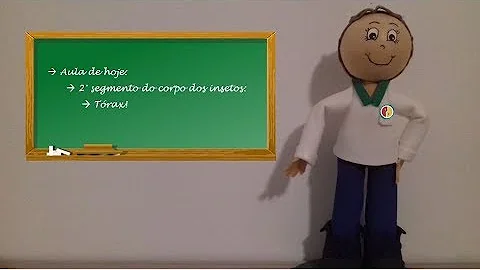 O que tem no tórax dos insetos?