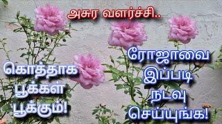 ரஜவ இபபட நடவ சயயஙக Rose Growing Tips Organic Gardening Terrace Garden Tamil
