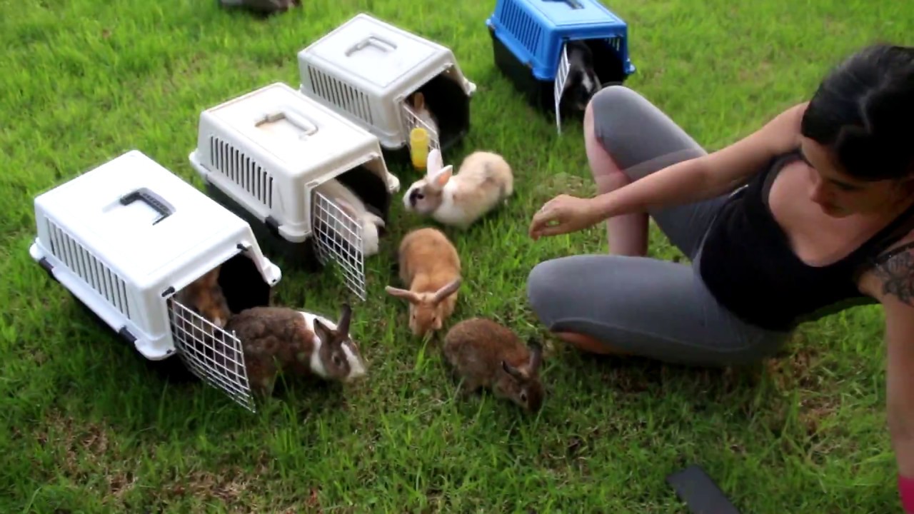 PASEANDO A LOS CONEJOS