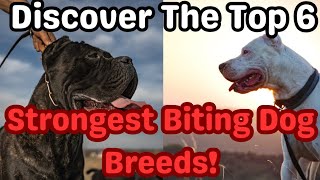 Top 6 Strongest Biting Dog Breeds: Unveiling the Powerhouses of Canine Jaws #dogs #dogsbreed