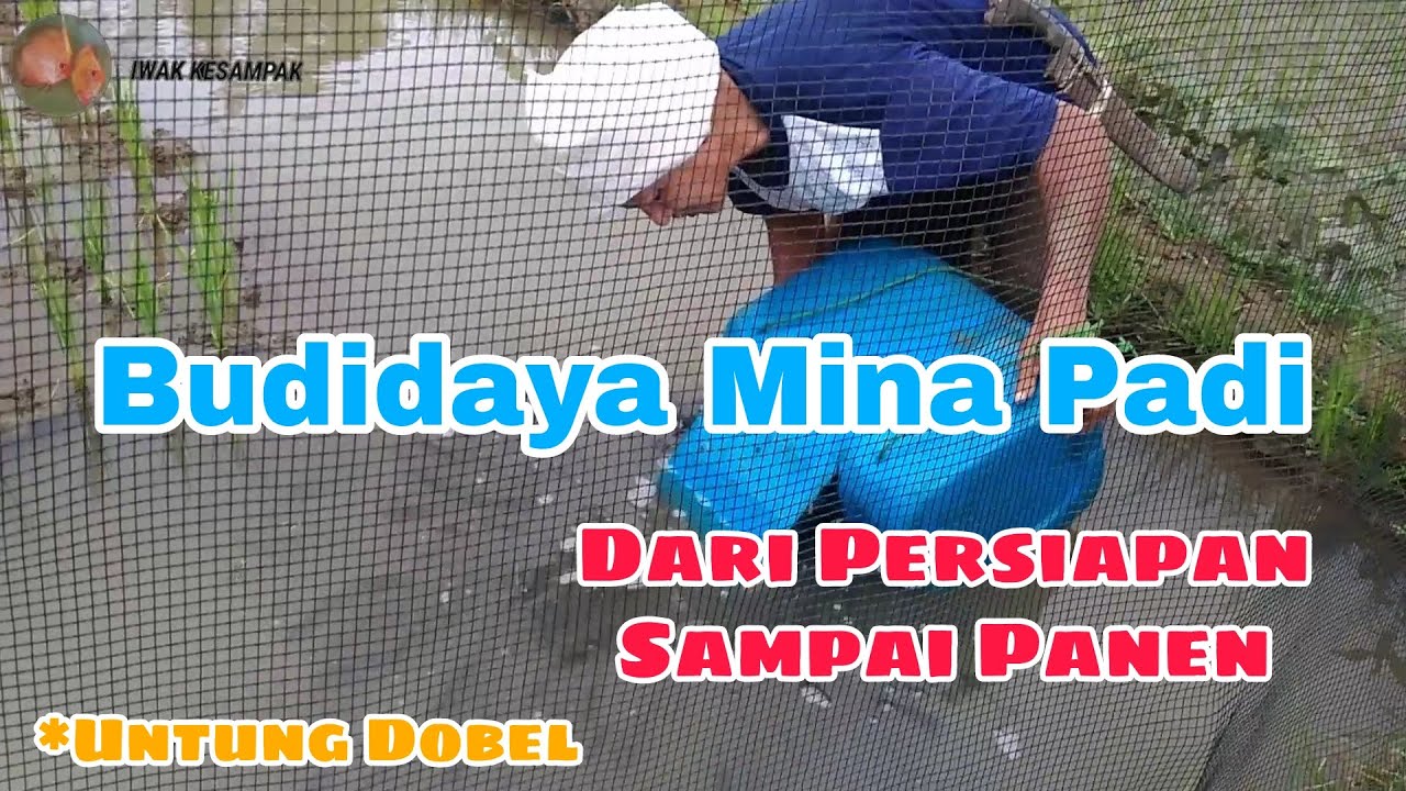 Budidaya Mina Padi secara Lengkap dari persiapan sampai panen | Untung dobel | Combine Farming