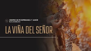 Servicio Viernes  | La Viña del Señor