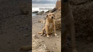 Just a not dogs #dog