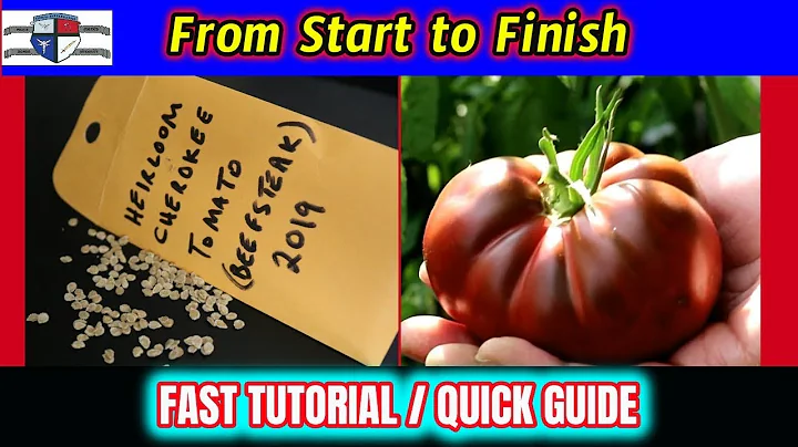 How to Grow Heirloom Tomatoes & Harvest the Seeds Fast Tutorial