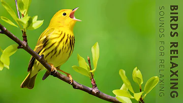 Birdsong Singing - Relaxing Nature Sounds for Peaceful Moments, Stress Relief Sounds