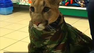 Мини история нашей пумы Месси созданная руками профессионалов Mini history of our cougar Messi Мини история нашей пумы Месси созданная руками профессионалов Mini history of our cougar Messi