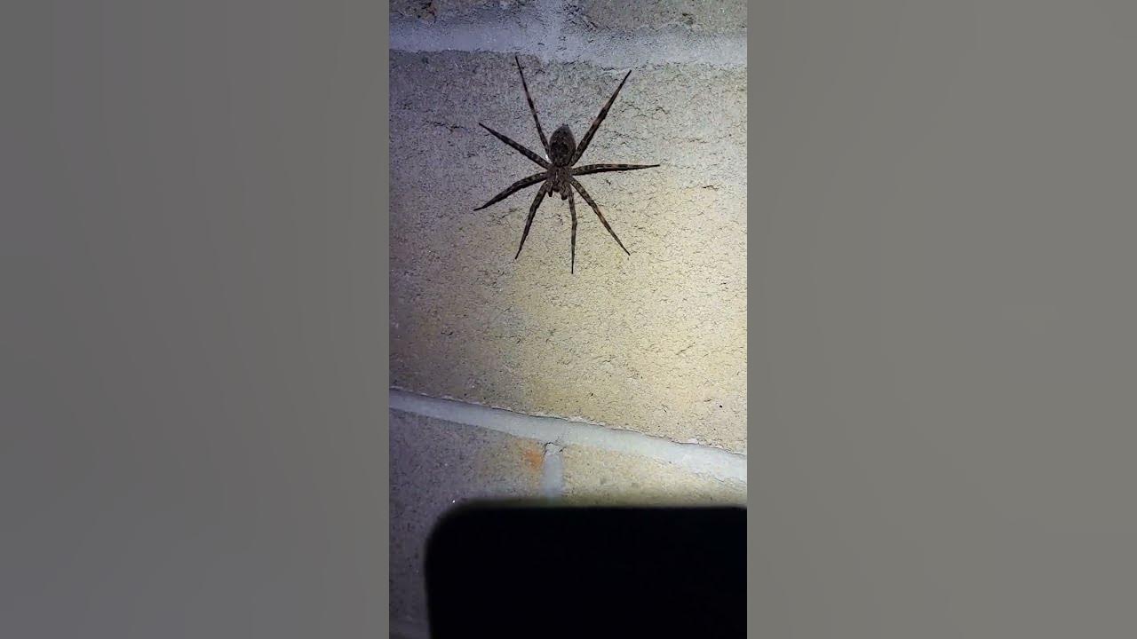 Biggest Wolf Spider I've Ever Seen... YouTube