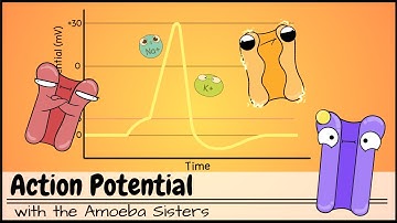 Action Potential
