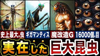 実在した巨大昆虫たちが恐ろしすぎる…!!古代の巨大な虫ベスト5【ゆっくり解説】