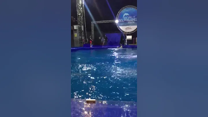 Mohammad nassar with the dolphins show