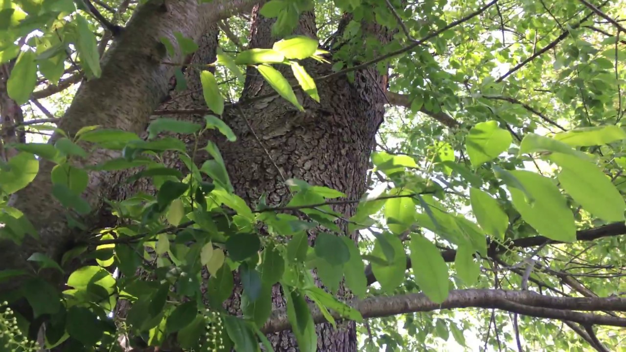 The Source of my SWD, AFF & Fruit Fly Infestation! Wild Black Cherry